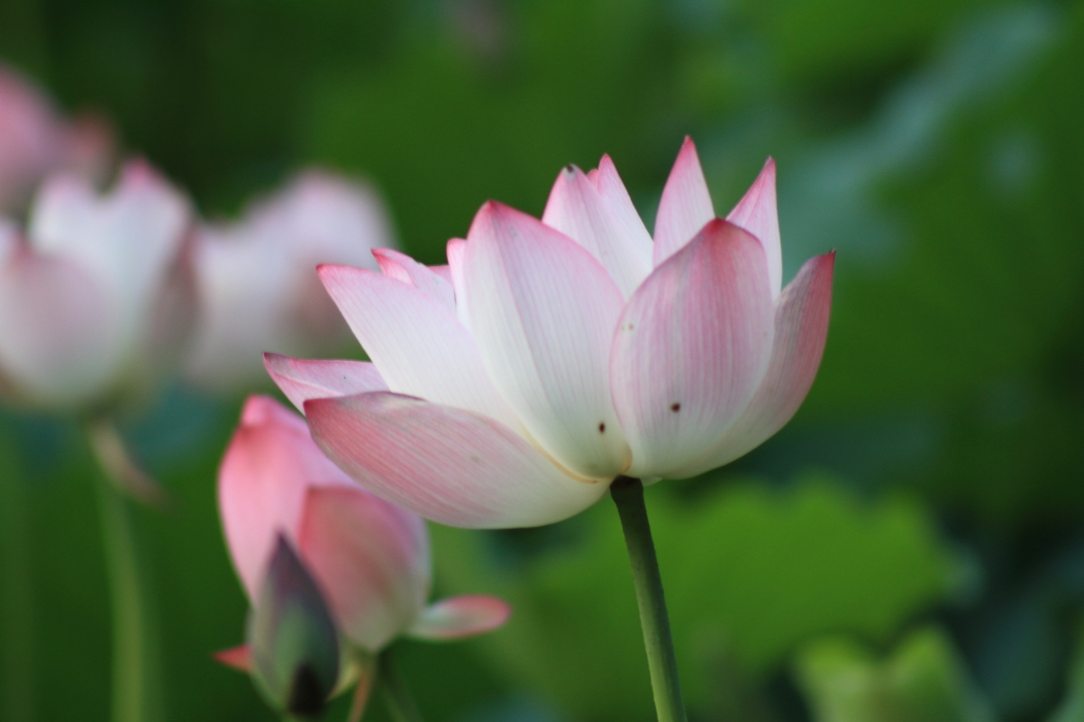 Lotus plant 5K lotus wallpaper