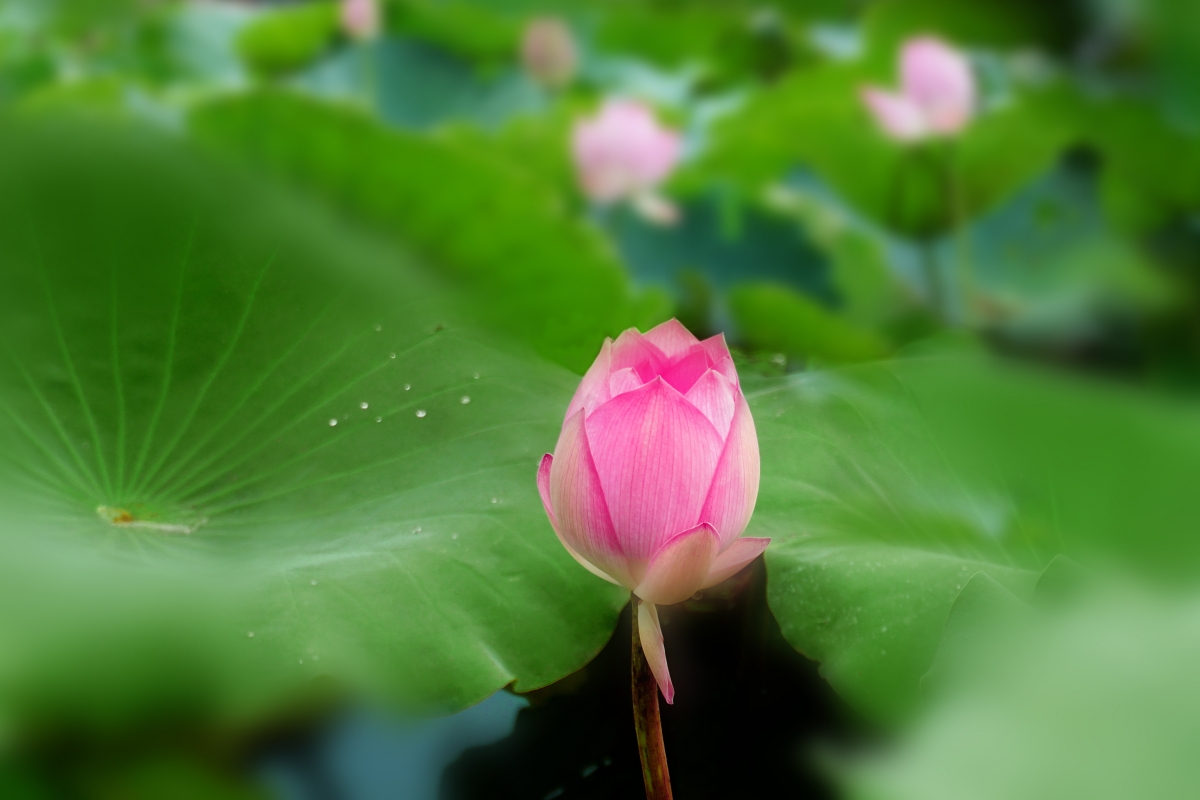 Lotus, summer lotus plant, clear