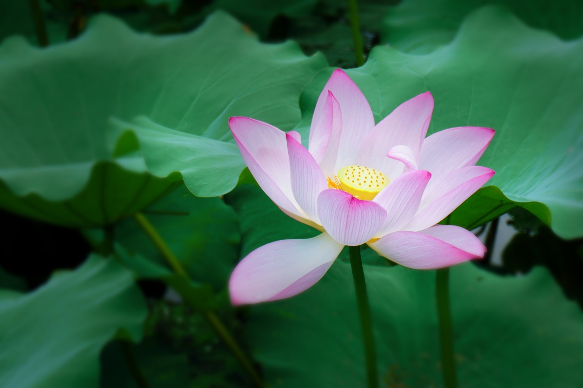 Lotus, summer lotus plant, bloom