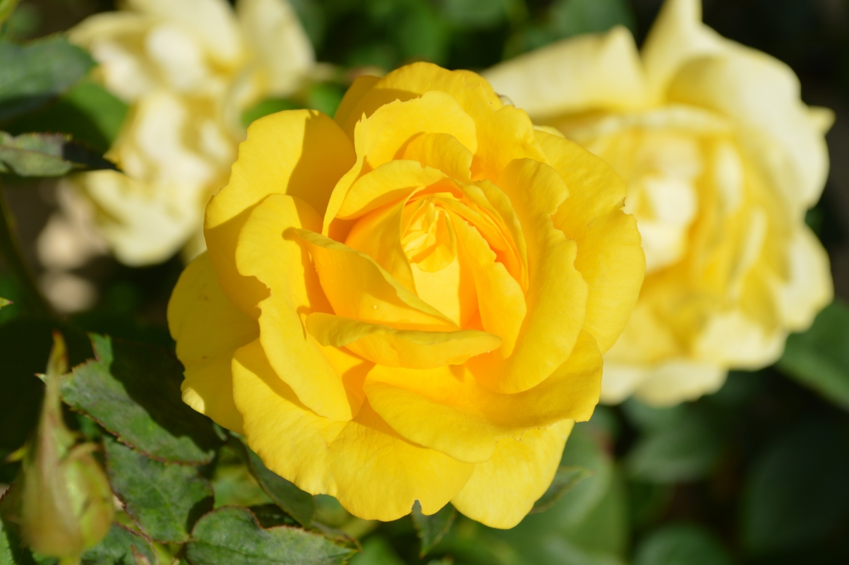 Beautiful yellow flowers yellow rose