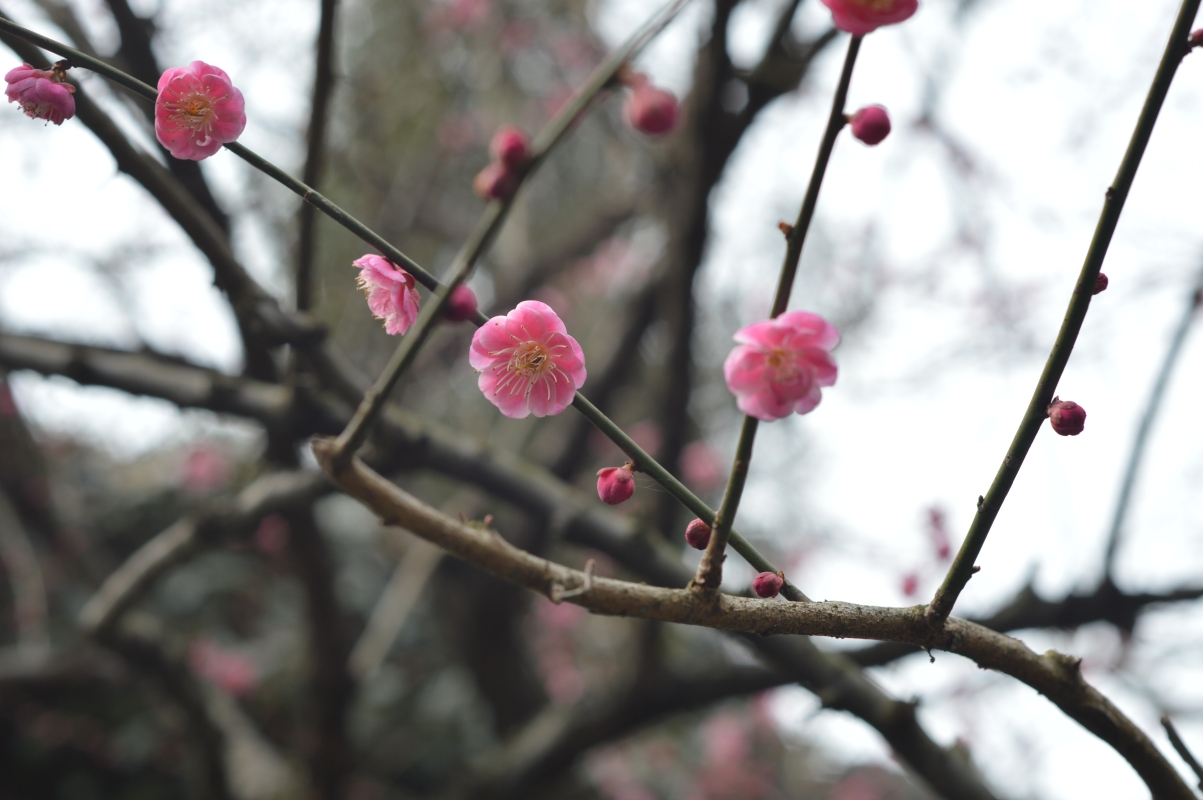 Hangzhou West Lake Plum Blossom Scenery 6K Picture