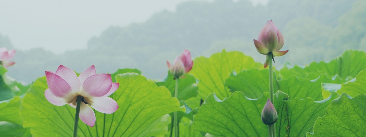 Hangzhou West Lake lotus scenic beauty of 4K