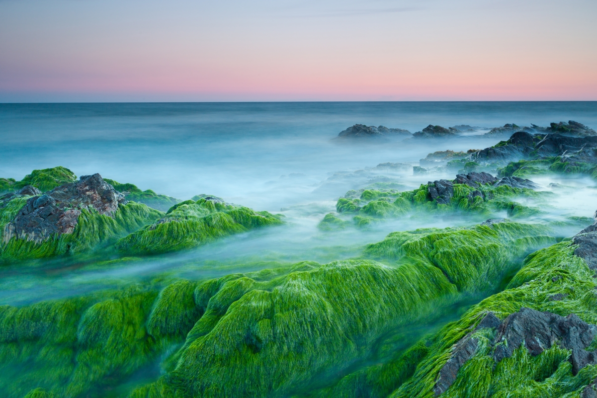 Ocean Rock Green Seaweed 4K Wall