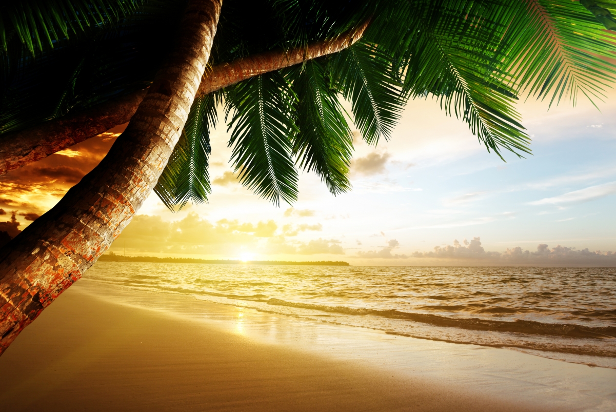 Beach coconut tree landscape 4K HD landscape
