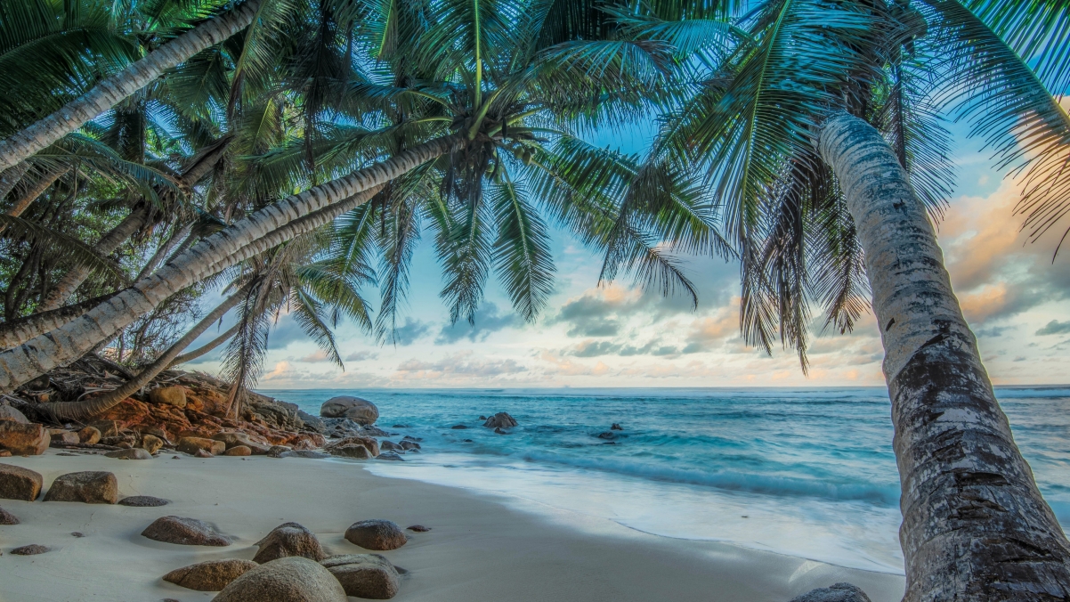 Seaside coconut tree beach HDR scenery 4K high