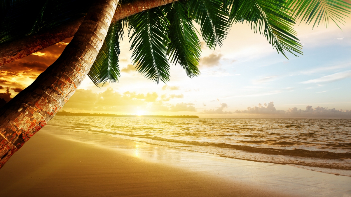 Seaside coconut tree scenery 5K wallpaper 5120