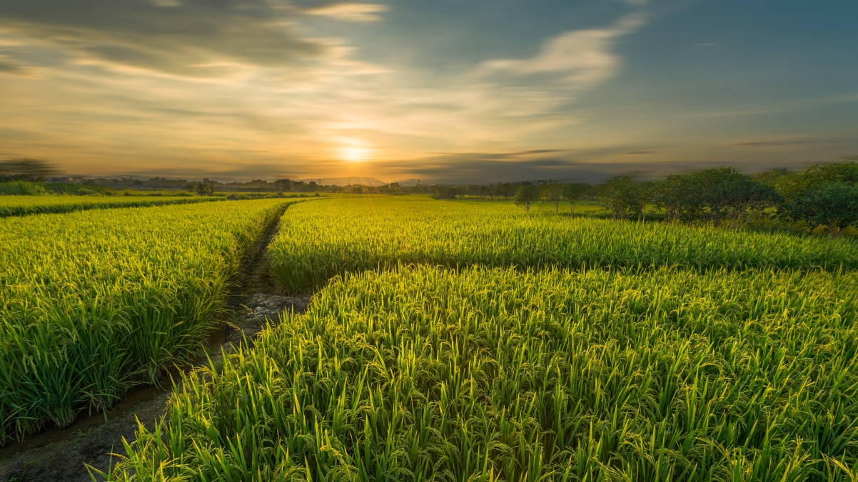 Guilin Huixian Wetland Rice Field 4k Scenery