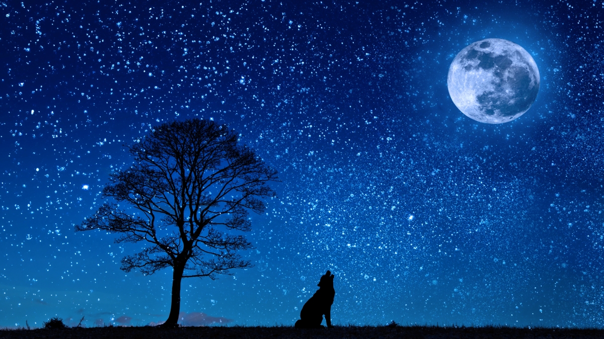 Dog wolf moon tree night starry