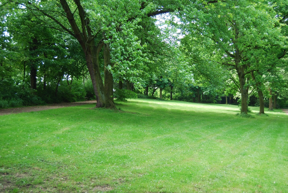 Green lawn woods scenery in the park