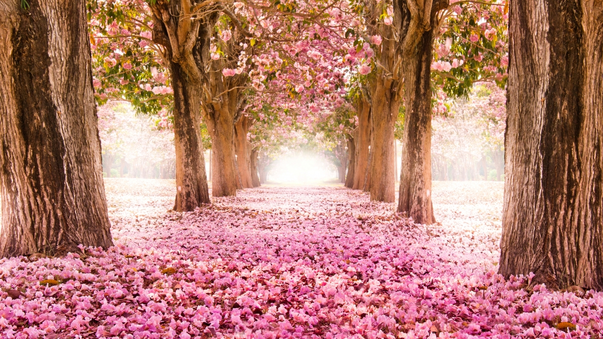 Park, road, walkway, trees, pink