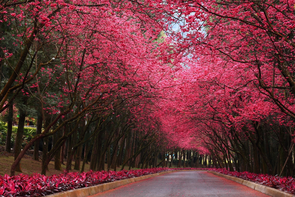 Park, road, trees, blooming powder