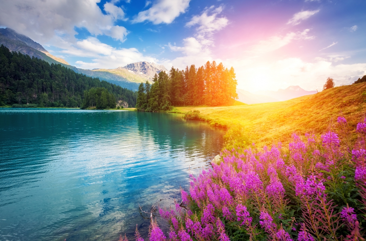 Alpine Forest Lake Flowers 4K Wind