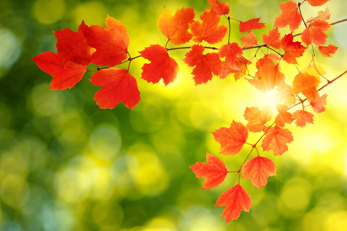 Maple Autumn Leaves 4K Background Picture