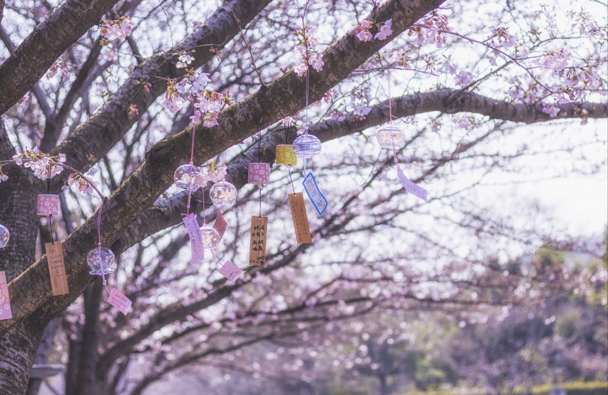 Wind chimes cherry blossom 4k landscape picture