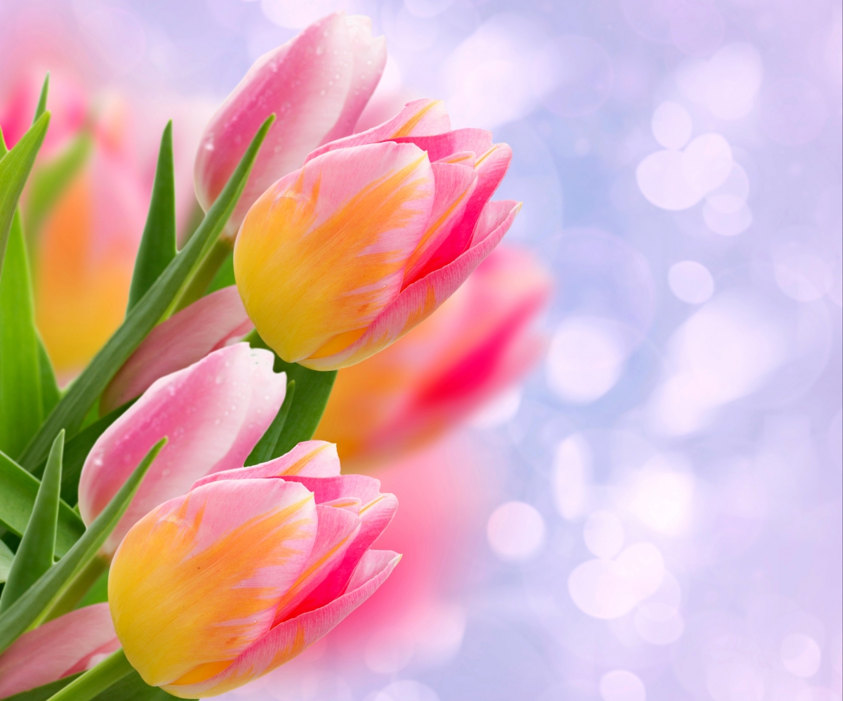 Pink tulips hd picture
