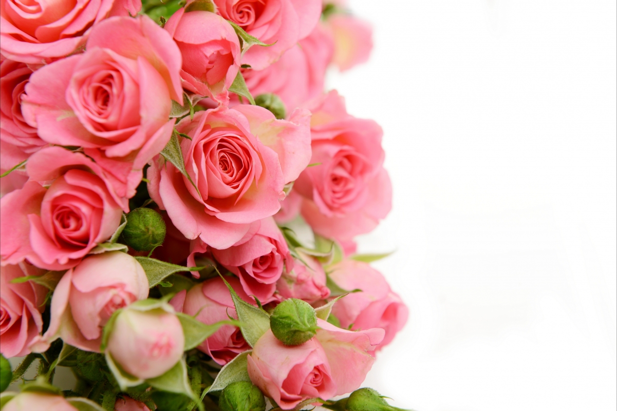 Pink roses 4K HD pictures