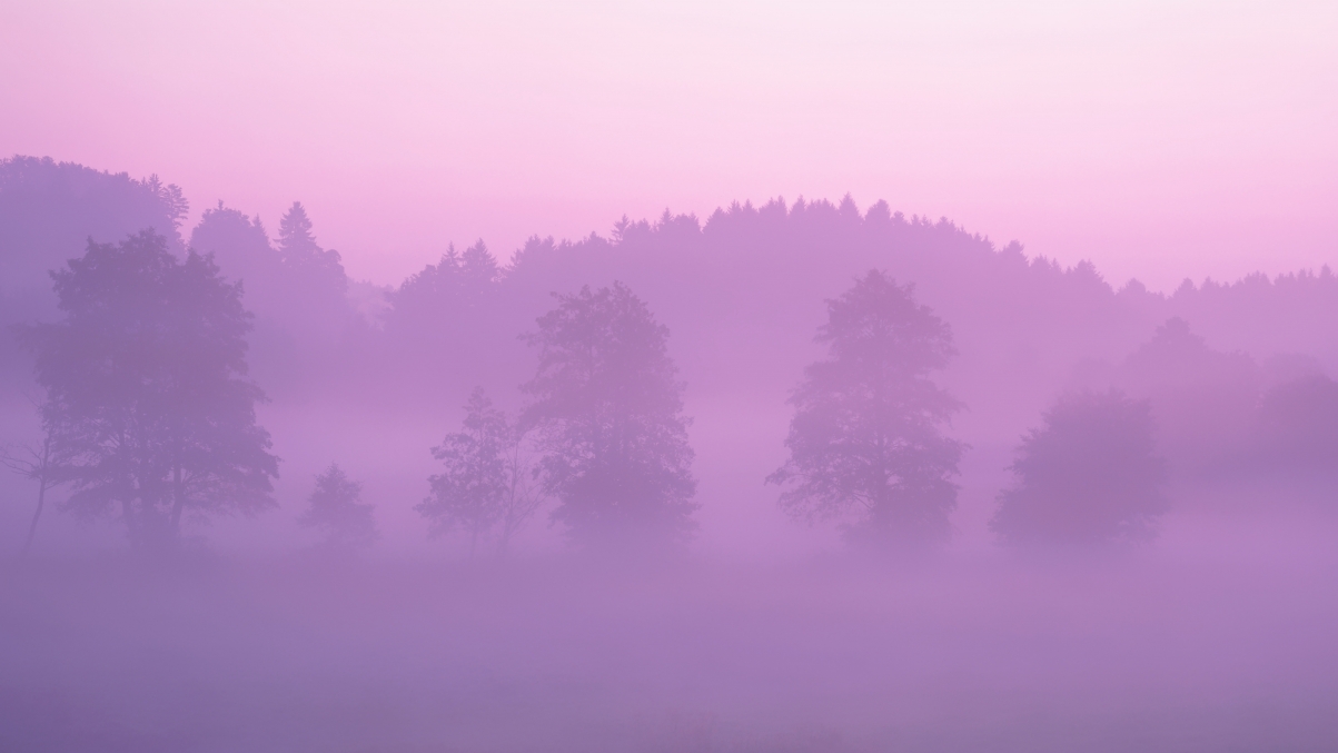 Pink forest 5k landscape wallpaper