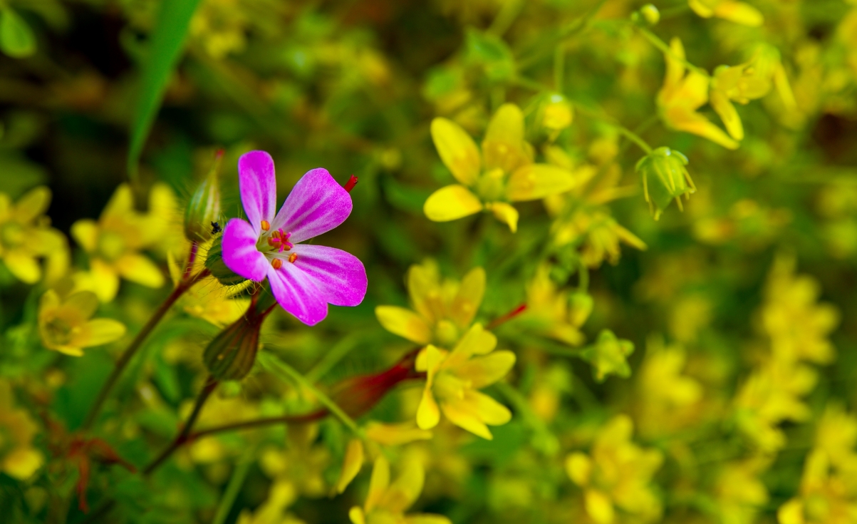 Pink and yellow flowers turkey
