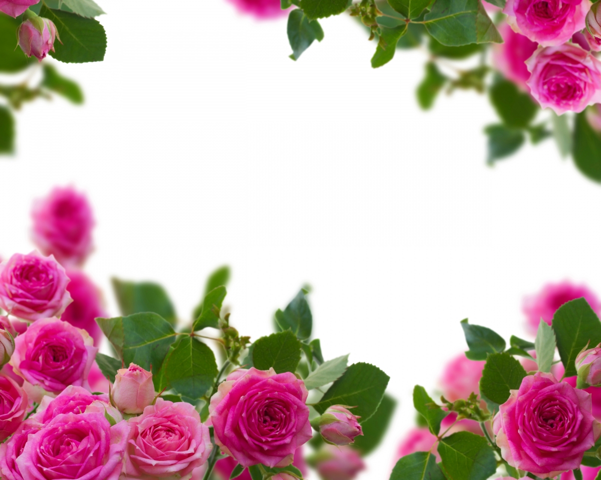 Pink rose flower hd background map