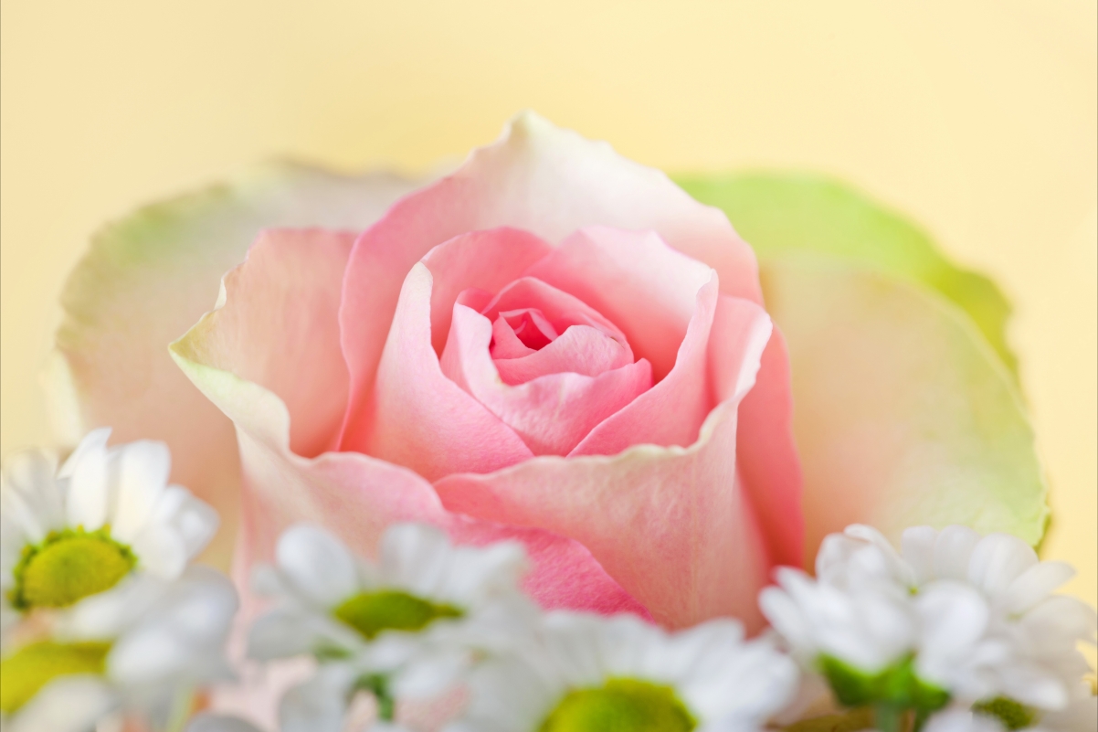 Close-up picture of pink rose flower