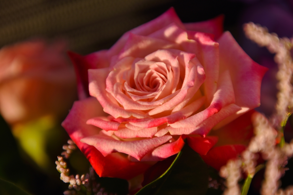 Pink Rose Flower 4K Wallpaper