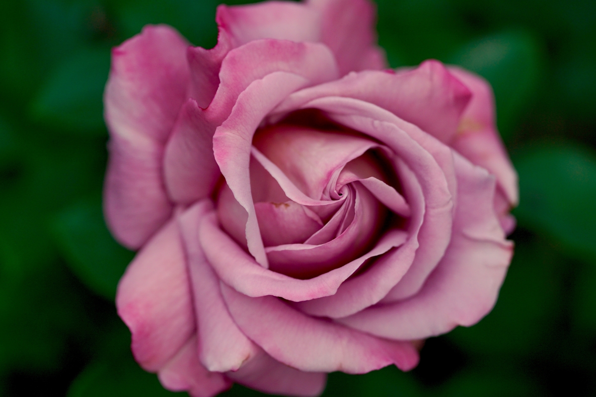 Pink rose leaves 6K wallpaper