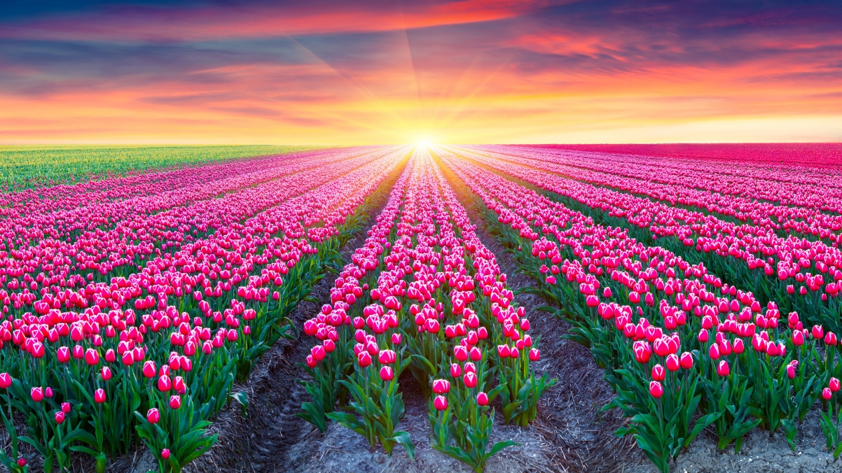 Pink tulip, netherlands, north
