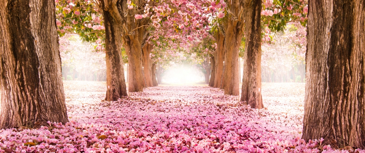 Pink cherry blossom trail 3440x1