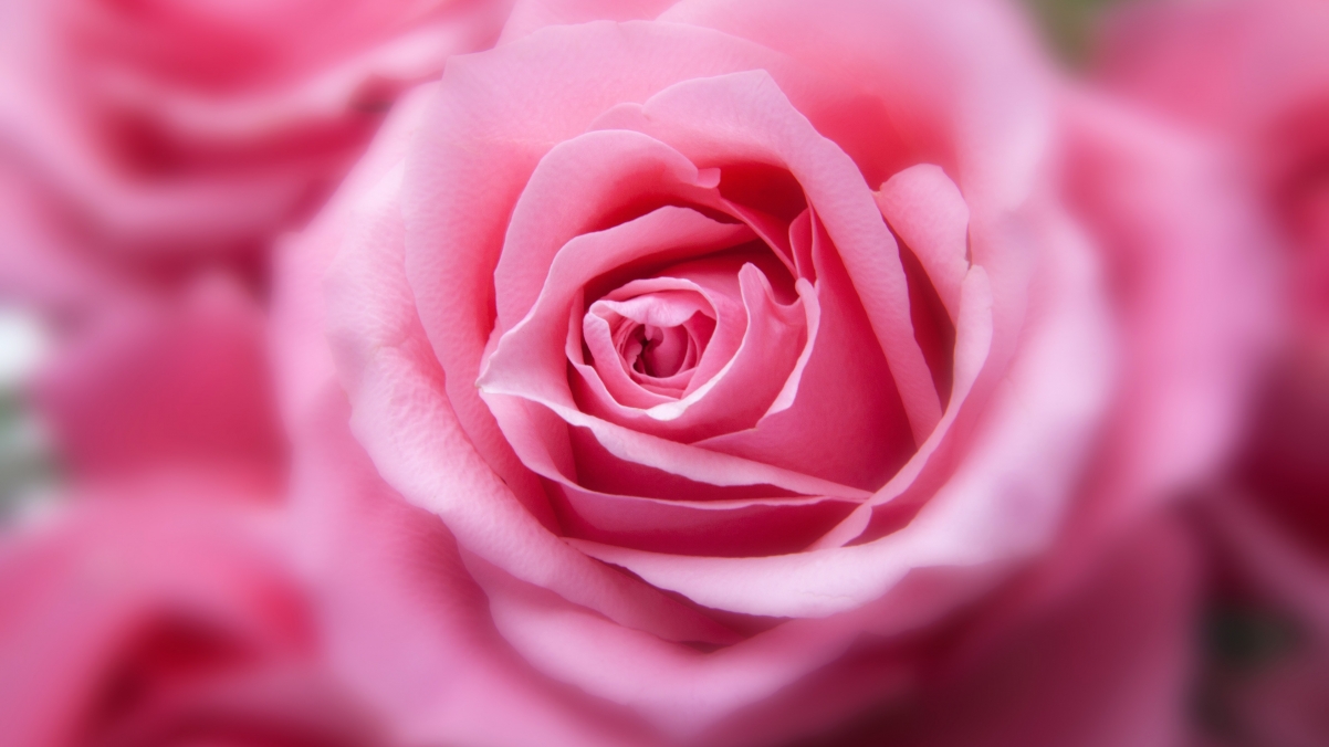 Pink rose flower 4k hd picture