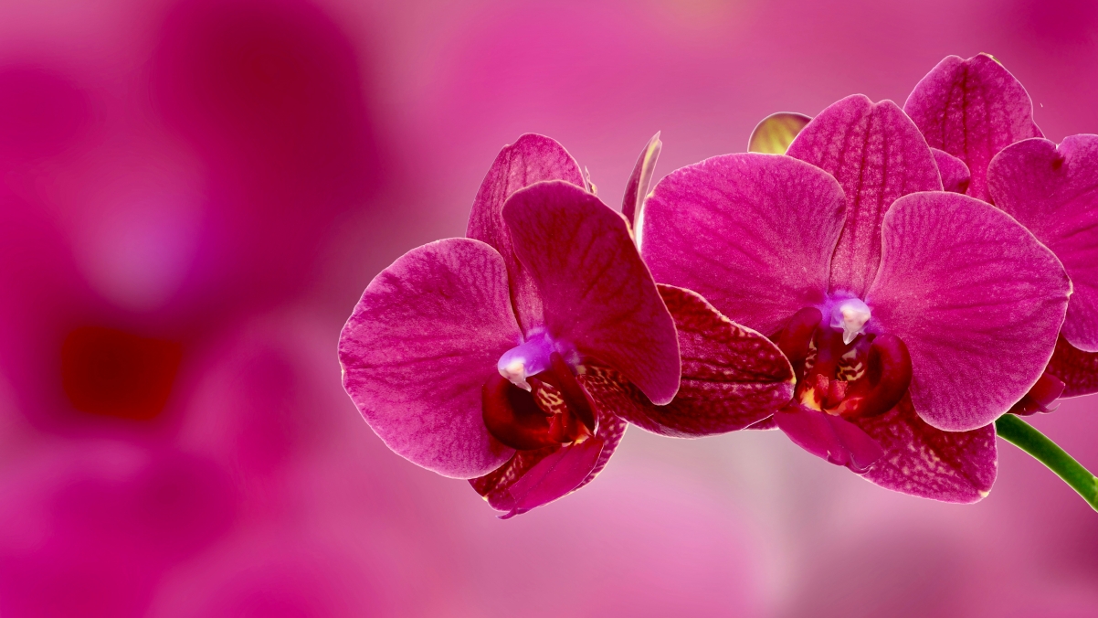 Pink Orchid 4K Wallpaper