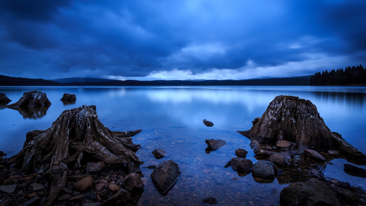 Forest Lake Tree Stump, Oregon