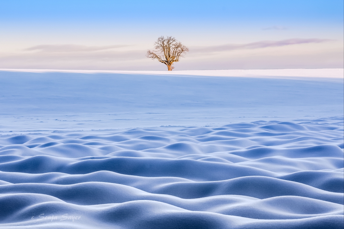 A tree in the snow in winter is beautiful 4k wind
