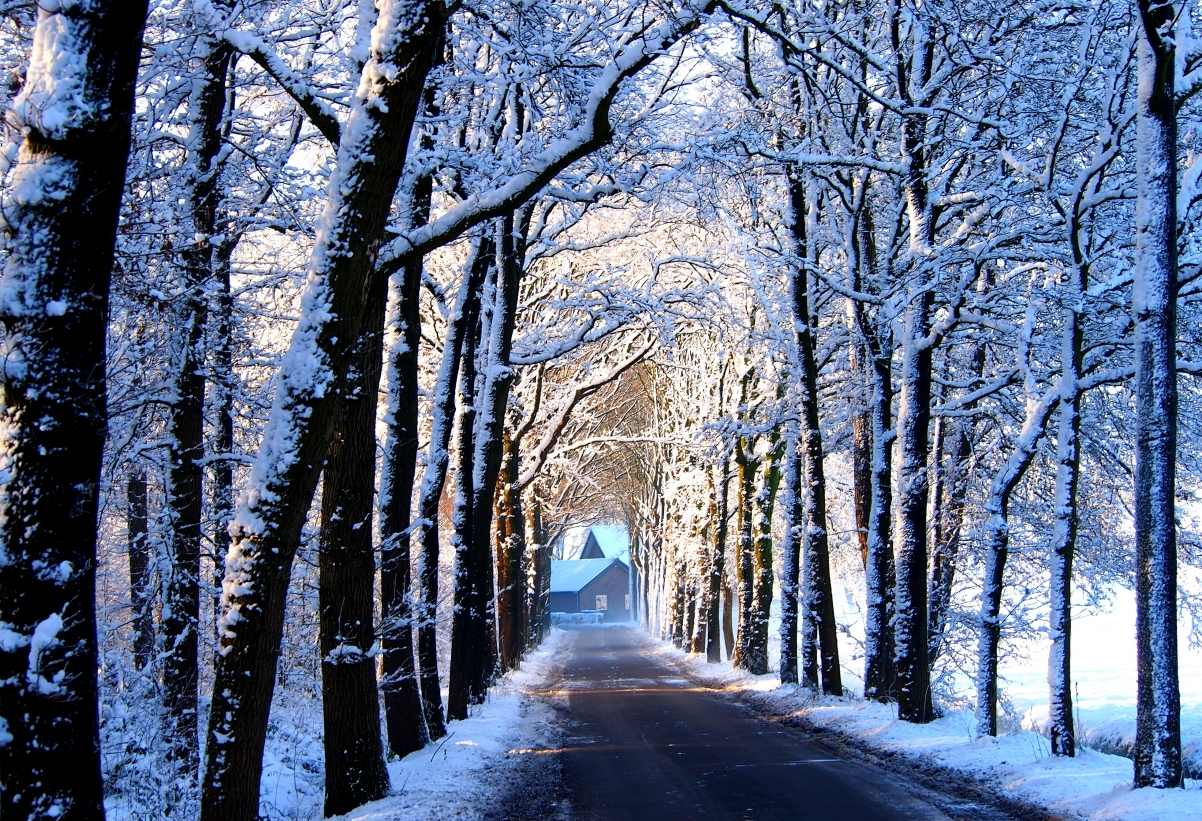 Winter road tree alley house snow