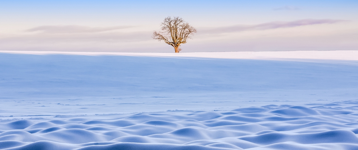 A tree in the snow in winter 3440x144