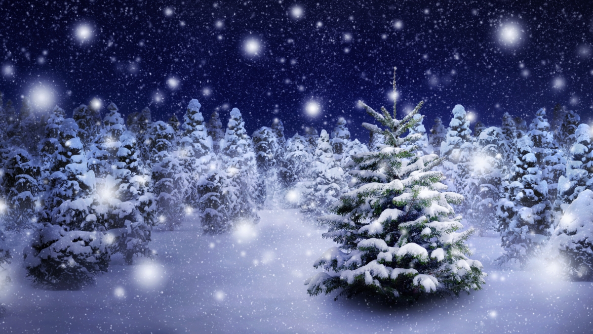 Winter tree with snow 5K landscape wallpaper