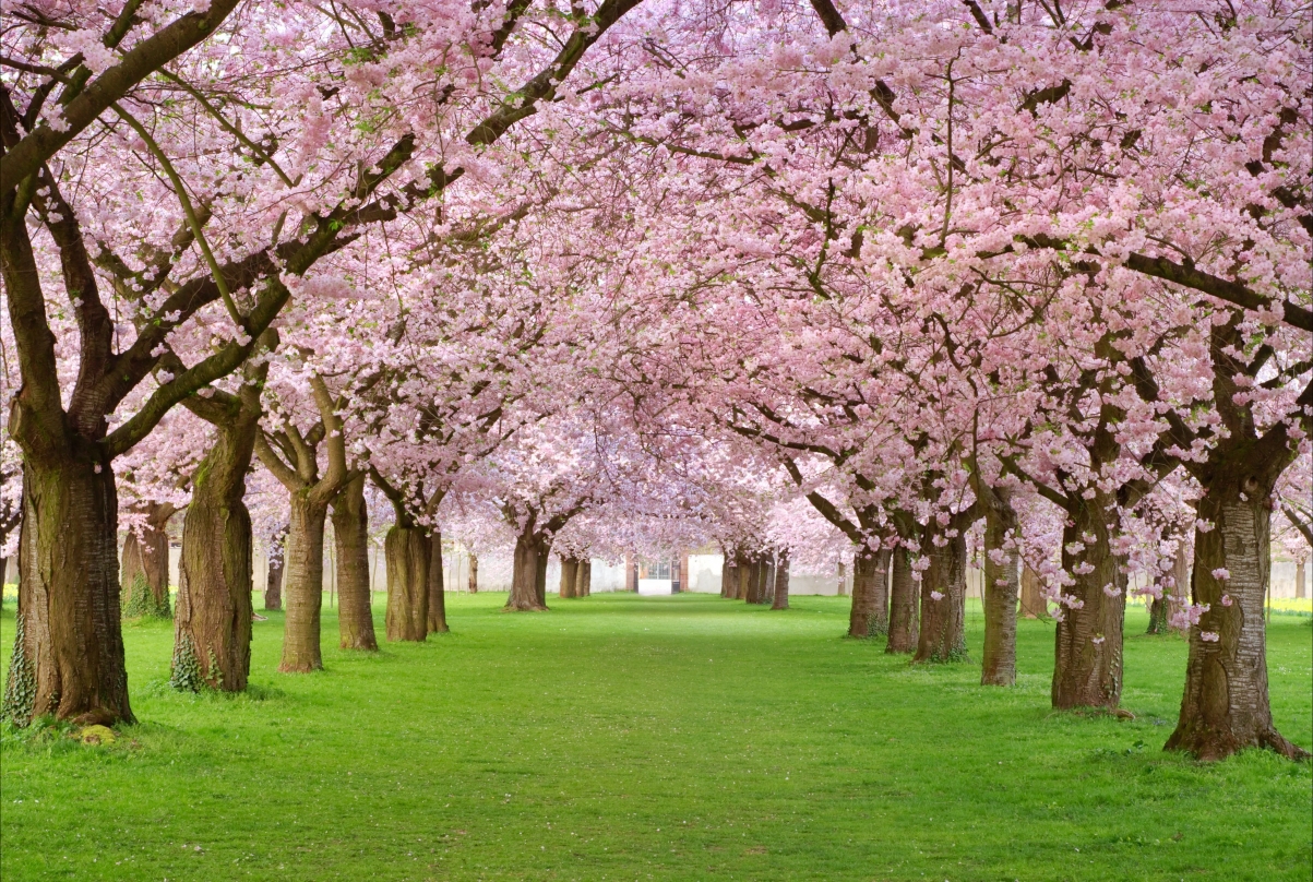 Spring flowering tree pink petals