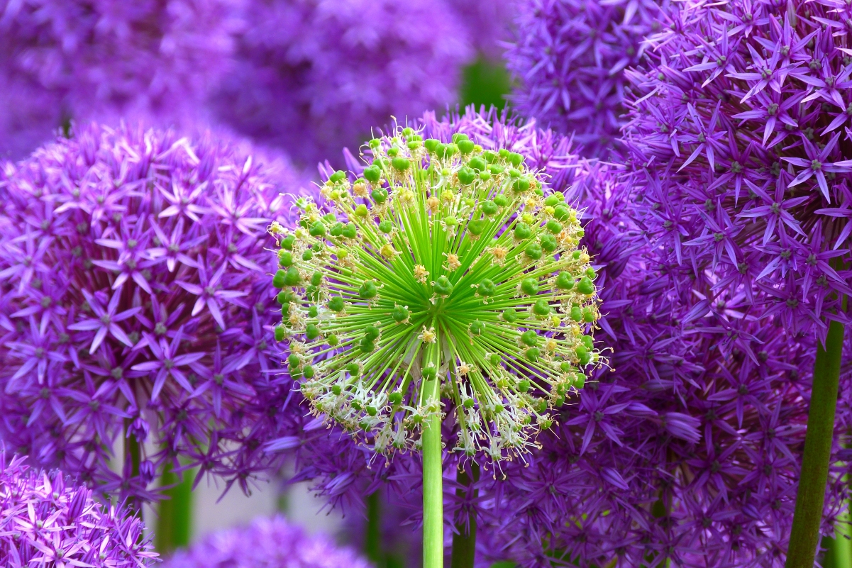 Meadow dandelion green and purple