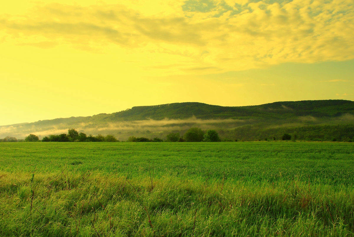Grass hills forest trees 4K wind