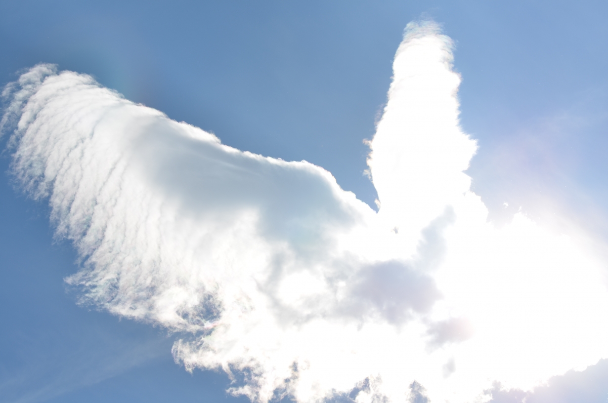 White cloud art bird wings sky