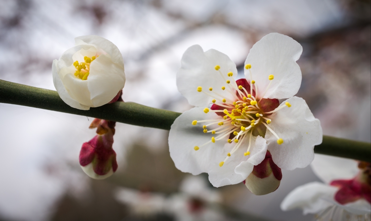 White Sakura 4K Wallpaper