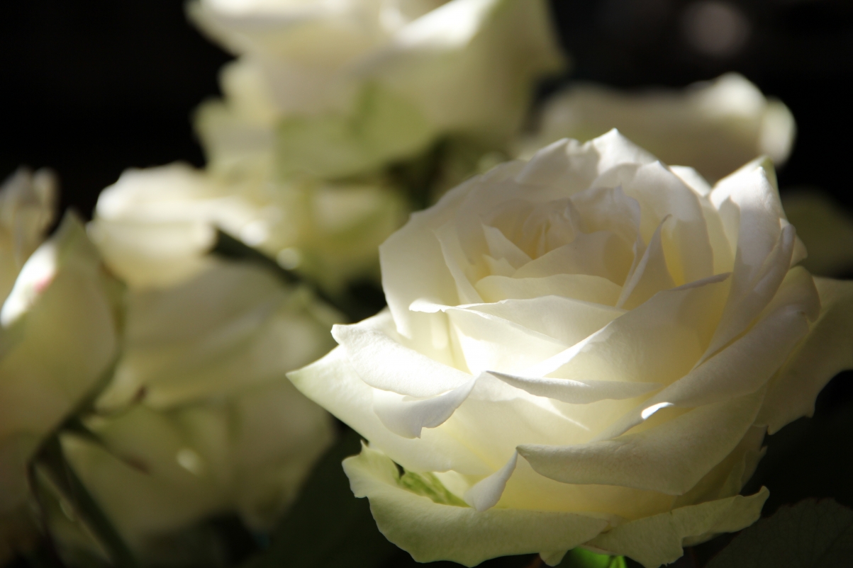 White bright rose picture