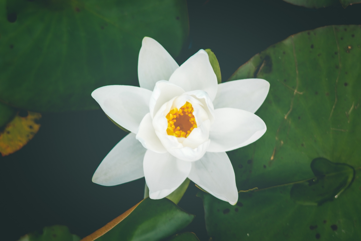 White water lily 6k picture