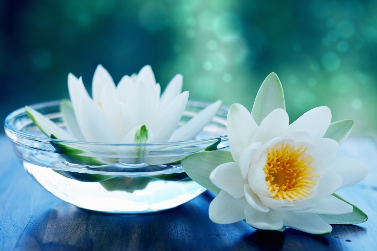 White petals, spa, flowers picture