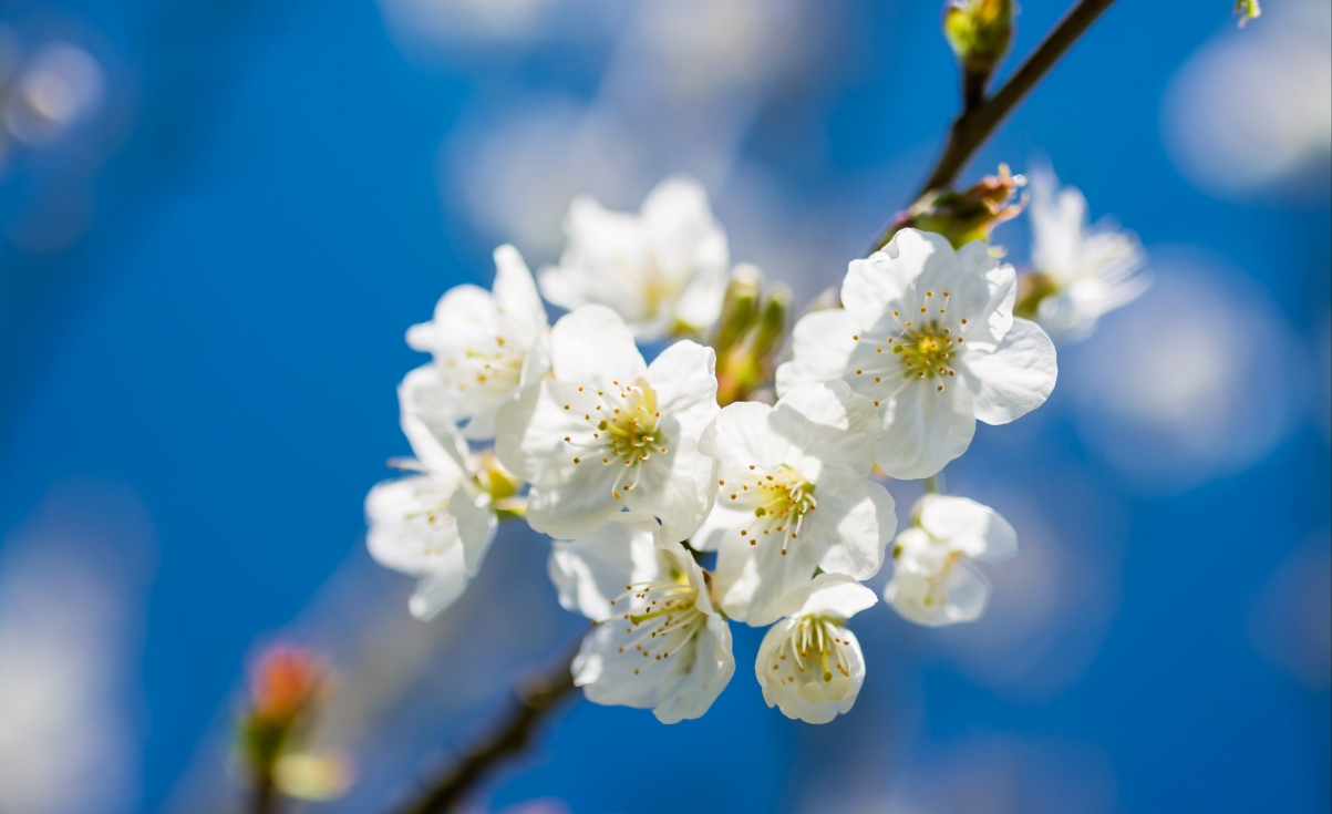 White sakura 5k wallpaper