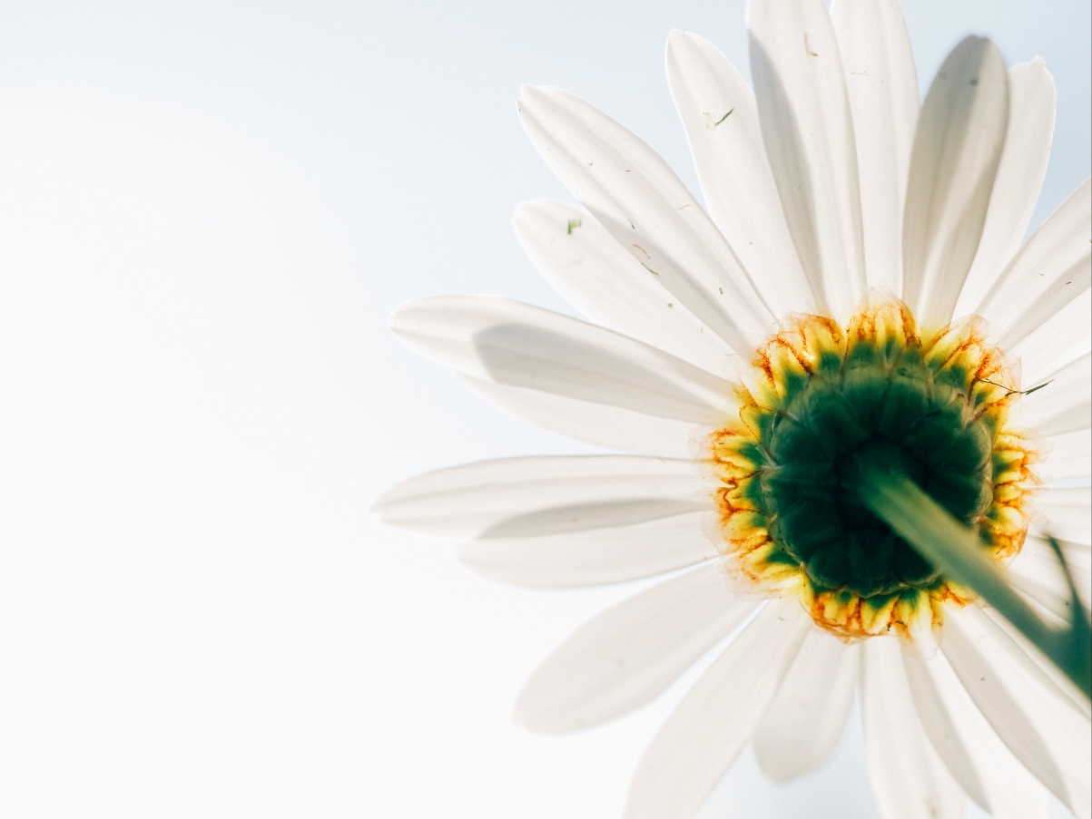 White daisy flower petal nature spring