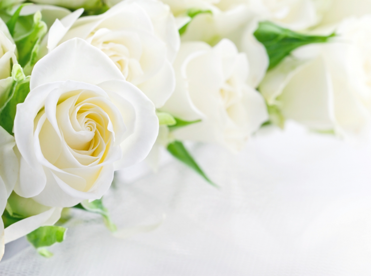 White roses hd picture