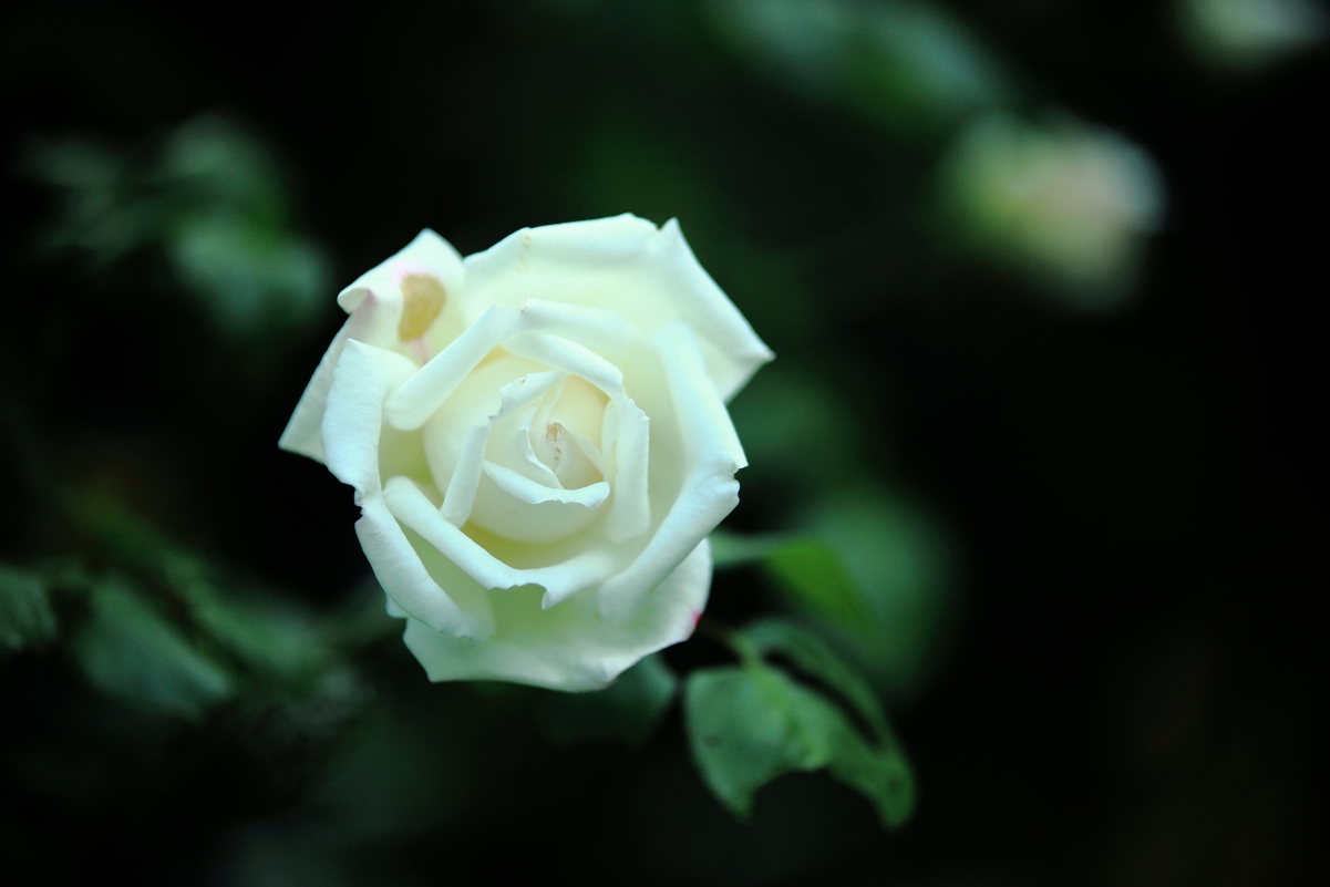 White Rose Flower 4K Wallpaper