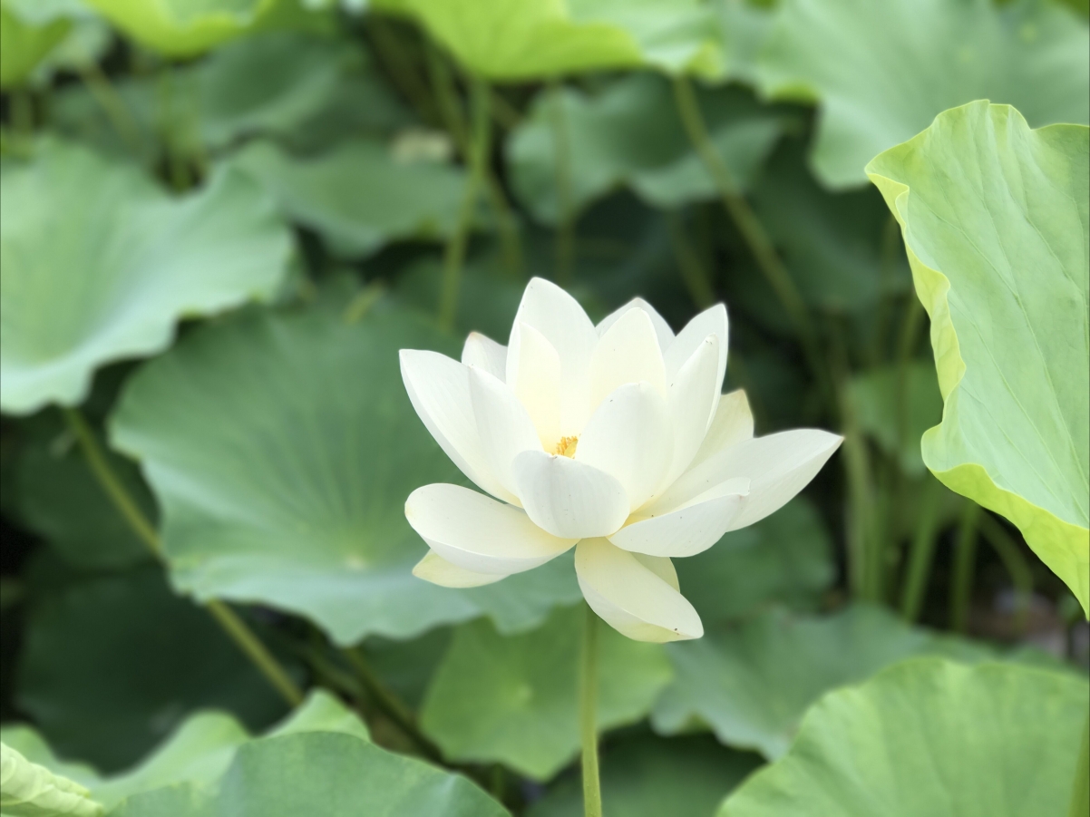 White Lotus 4K Wallpaper
