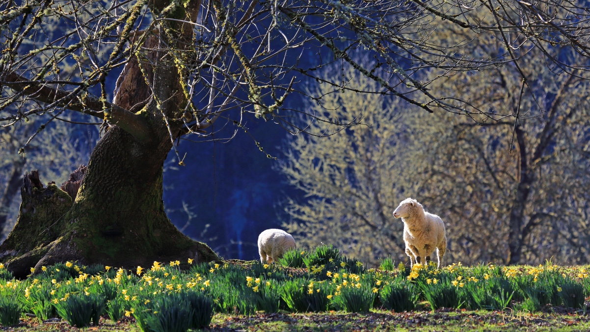 Umpqua Valley Daffodils and Lamb