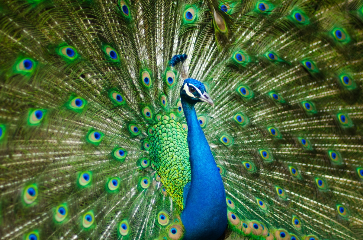 Beautiful peacock feather feathers moving